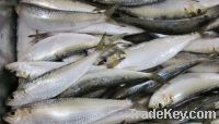 frozen whole sardines fish