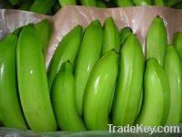 Fresh green Cavendish Banana