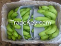 Green Cavendish Bananas