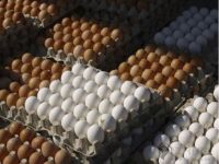 Fresh Chicken Table Eggs/ White and Brown Chicken Table Eggs