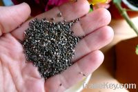 Sell Natural Chia Seed