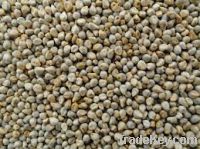 Sell millet