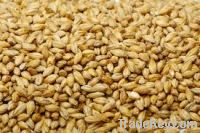 Barley seeds