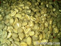 Export Coffee Beans | Arabica Coffee Beans Suppliers | Robusta Coffee Beans Exporters | Coffee Bean Traders | Wholesale Instant Coffee | Buy Coffee Beans | Bulk Coffee Bean | Green Coffee Bean Buyer | Low Price Roasted Coffee Bean | Import Coffee Bean | C