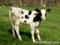 Sell holstein heifers for sale