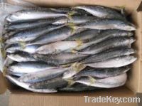 Sell Frozen Fresh Mackerel