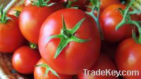 Sell Fresh Farm Tomatoes