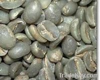 Sell AAA Arabica green coffee beans