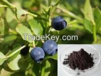 GMP, FDA Manufacturer supply bilberry /cranberry/ blueberry extract Bilberry Anthocyanin