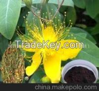 GMP factory supply Hypericum perforatum L;St john wort extract;Common St.John's wort Herb, all-grass of Common St. John's wort