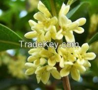 GMP factory supply osmanthus extract