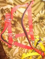PP Horse Halters Red, size pony cob, full