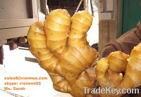 Vietnam ginger good price skype: visimex02