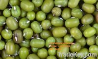 Vietnam green Mung Bean good price skype: visimex02