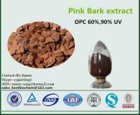 Pinus maritime pine bark extract  Proanthocyanidins 95%