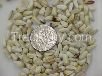 Quality Safflower Seeds