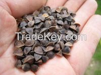 Buckwheat Seeds, Buckwheat Seeds Extract