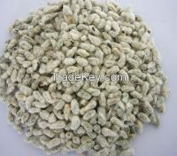 High Quality Cotton Seeds