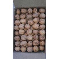 Organic walnut in shell, Organic walnut kernel, Raw Walnuts in Shell, Walnut Kernels