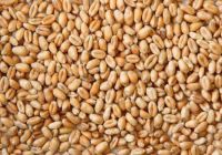 HIGH QUALITY WHEAT GRAIN /  WHEAT GRAIN MILLING GRADE / WHEAT GRAIN FOR ANIMAL FEED