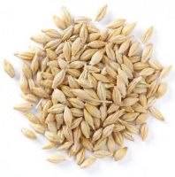 Great quality barley grain