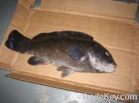 Sell Frozen Fresh Black Pomfret Fish