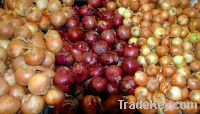 Sell Fresh Farm White Yellow Red Onions