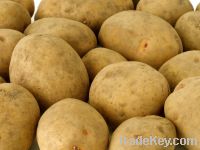 Sell Fresh Farm Potatoes