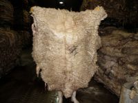 Wet Blue Drop Splits and wetsalted nappa sheep skins, Best Quality Best Price, Portugal origin.