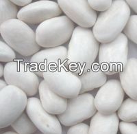 Medium White kidney bean