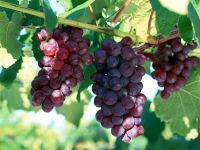 Grape Seeds Extract With Polyphenols 95% By UV