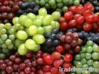 Sell Fresh Grapes, green grapes, red sweet grapes