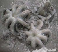 Sell frozen Octopus