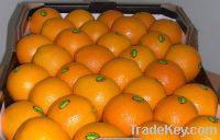 Sell Fresh valencia oranges