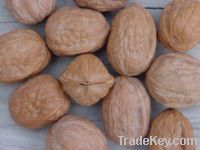 Walnut whole in shell