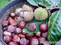 Fresh chestnut, Diced Chestnut, frozen chestnut kernel