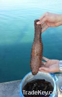 Sea Cucumbers dried or frozen , Eel Fish