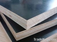 timber plywood/film faced plywood