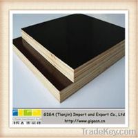 GIGA film faced plywood/building material