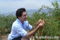 Sell ORGANIC GOJI BERRY