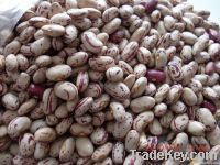 Sell Cocoa Powder and Bean seed