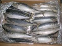 Forzen Mackerel (Pacific Mackerel)