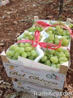 GRAPES FROM ITALY