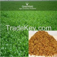 Alfalfa Grass Seeds ( Medicago sativa )