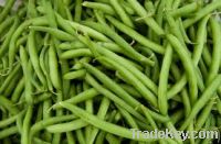 Sell Canned French Green Beans