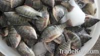 Sell Tilapia Whole Round