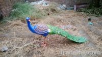 Fiberglass statue - Peacock