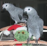 Sell Macaw, cockatoo and African grey parrots available