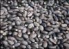 Sell Jatropha seed