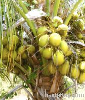 Hybrid Coconut Seedling